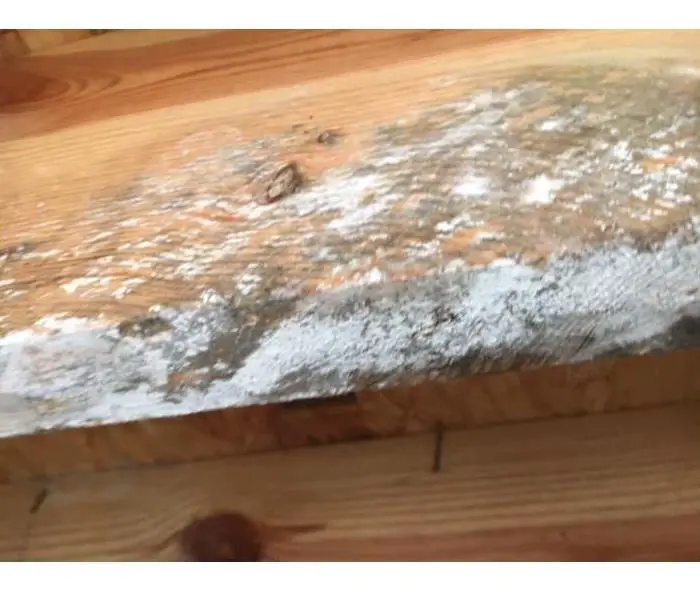 Mold Growth in a Statesville Home