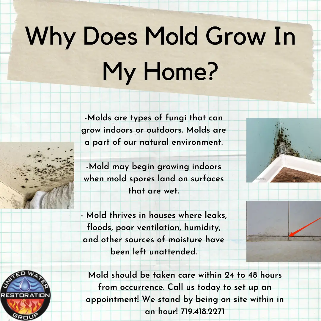 Mold Growth In The Winter?  Mold Prevention Tips In The Colder Months ...