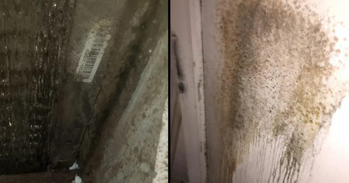 Mold in Antioch apartment forces mom to seek legal aid to ...