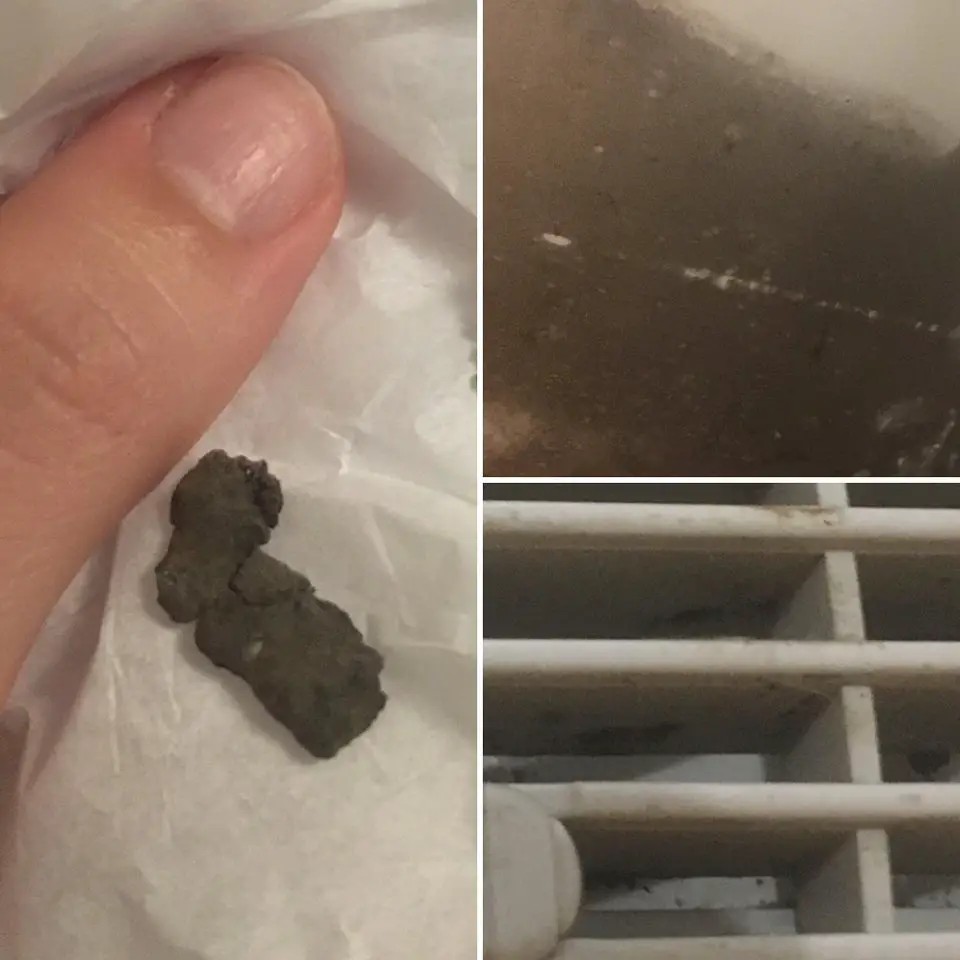 Mold in apartment making me and my dog sick (moving out!) but can ...