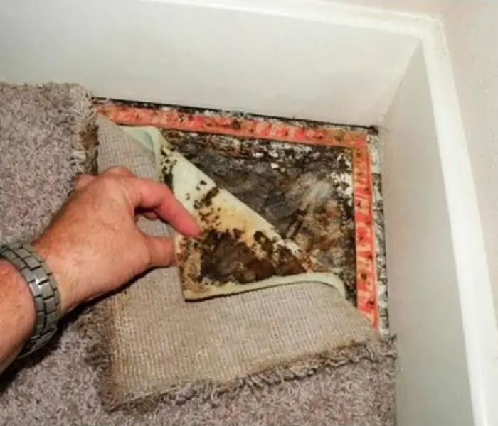 Mold In Carpet From Water Damage