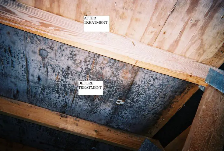 Mold in Rafters before and after