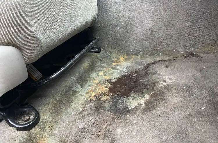 Mold In The Car: How To Remove It