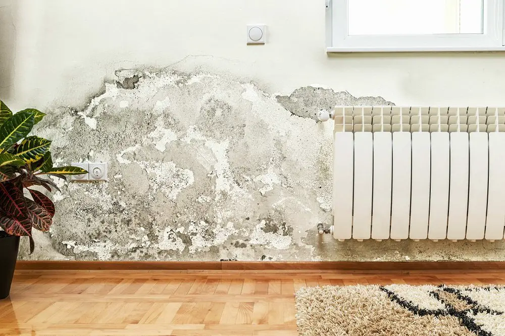 Mold in the Home