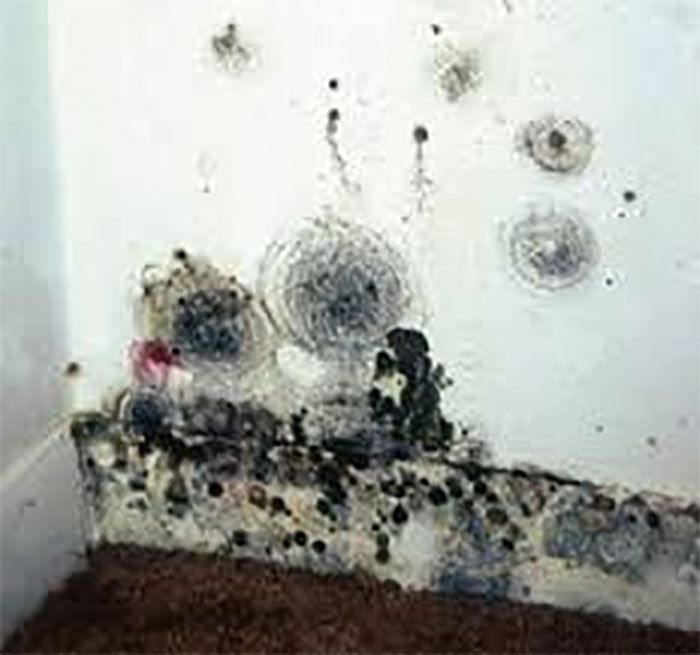 Mold in your house can be dangerous for your health. You can get sick ...