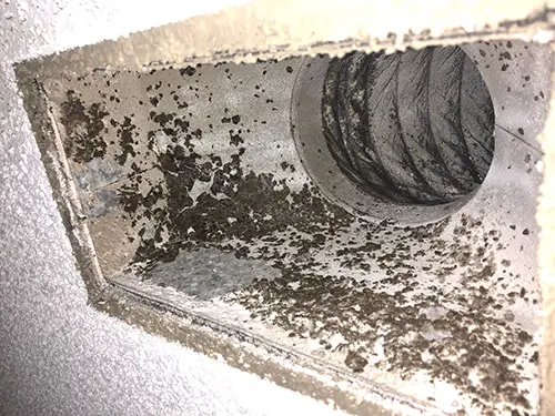 Mold inspection and testing blog and research orange county