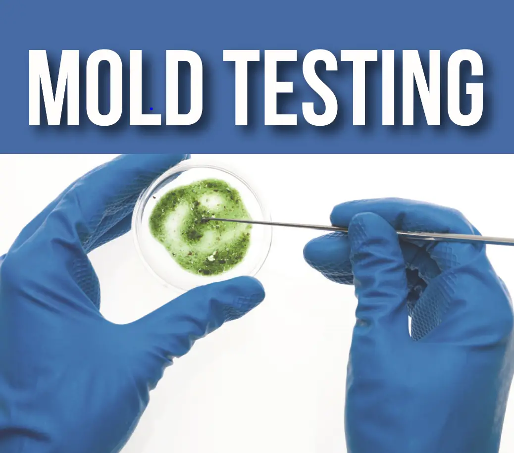 Mold Inspections Service South Florida