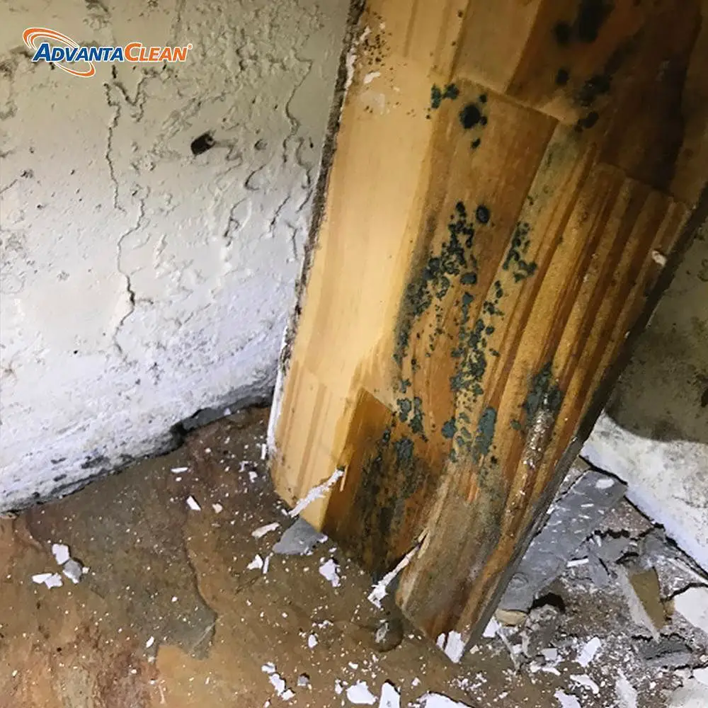 Mold is one of the most destructive threats to your home and worst of ...