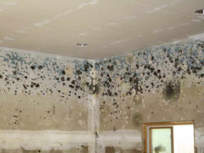 Mold on bathroom ceiling: harmful for human health!!Value Food