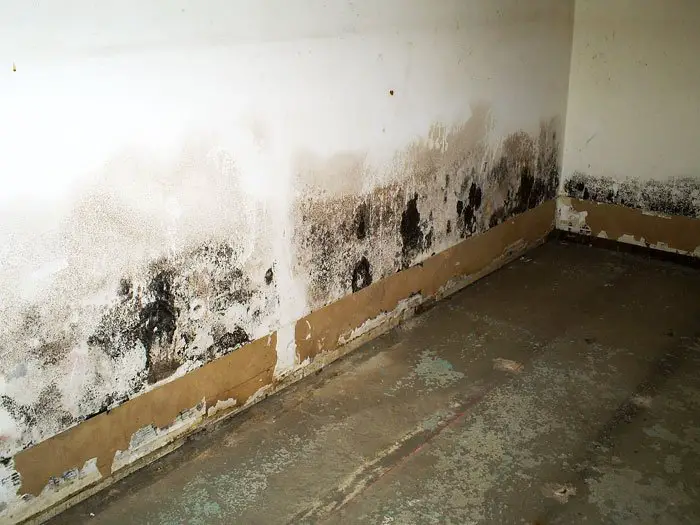 Mold On Drywall In Basement : What You Need To Know About ...