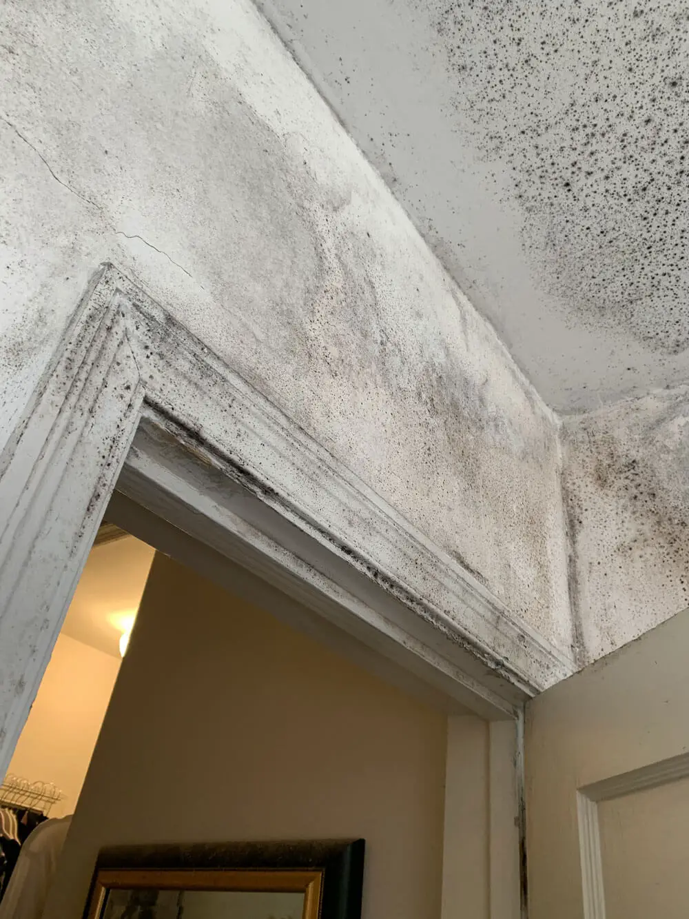 Mold on Walls and How to Remove It