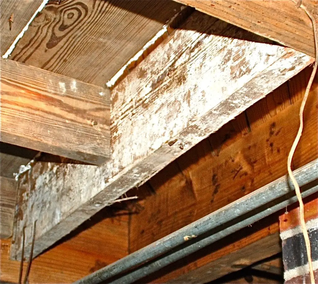 Mold on wooden roof