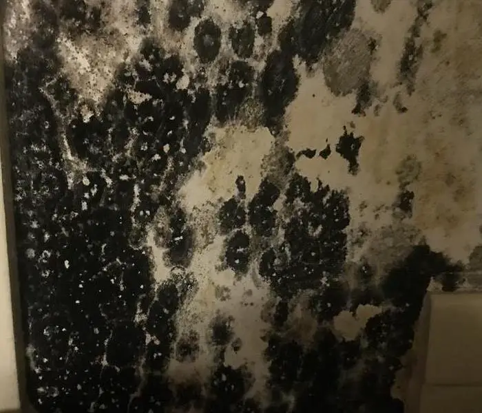 Mold Q &  A: Is Black Mold Toxic?