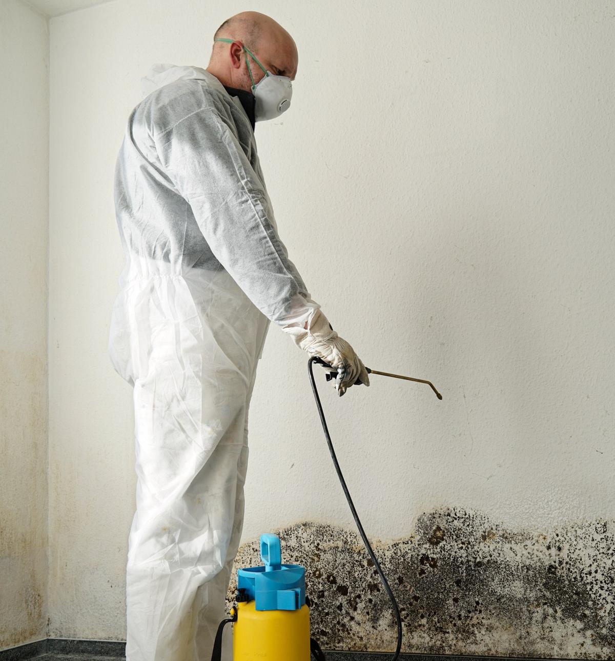 Mold Remediation: Black Mold Removal