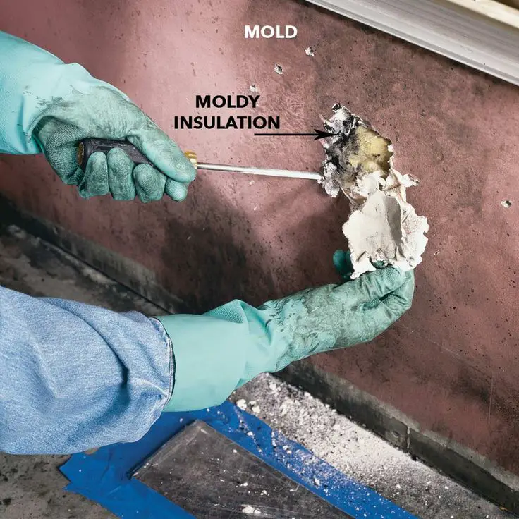 Mold Remediation: How to Remove Mold