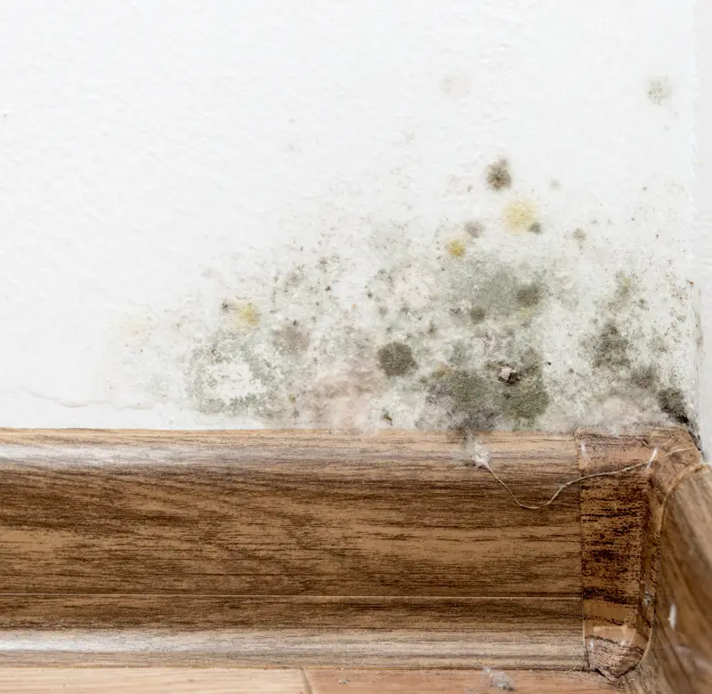 Mold Remediation in North Little Rock