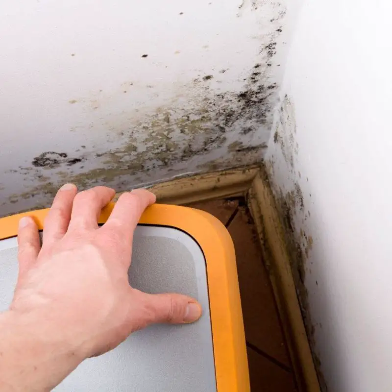 Mold Remediation: Safe from Dangers Unseen