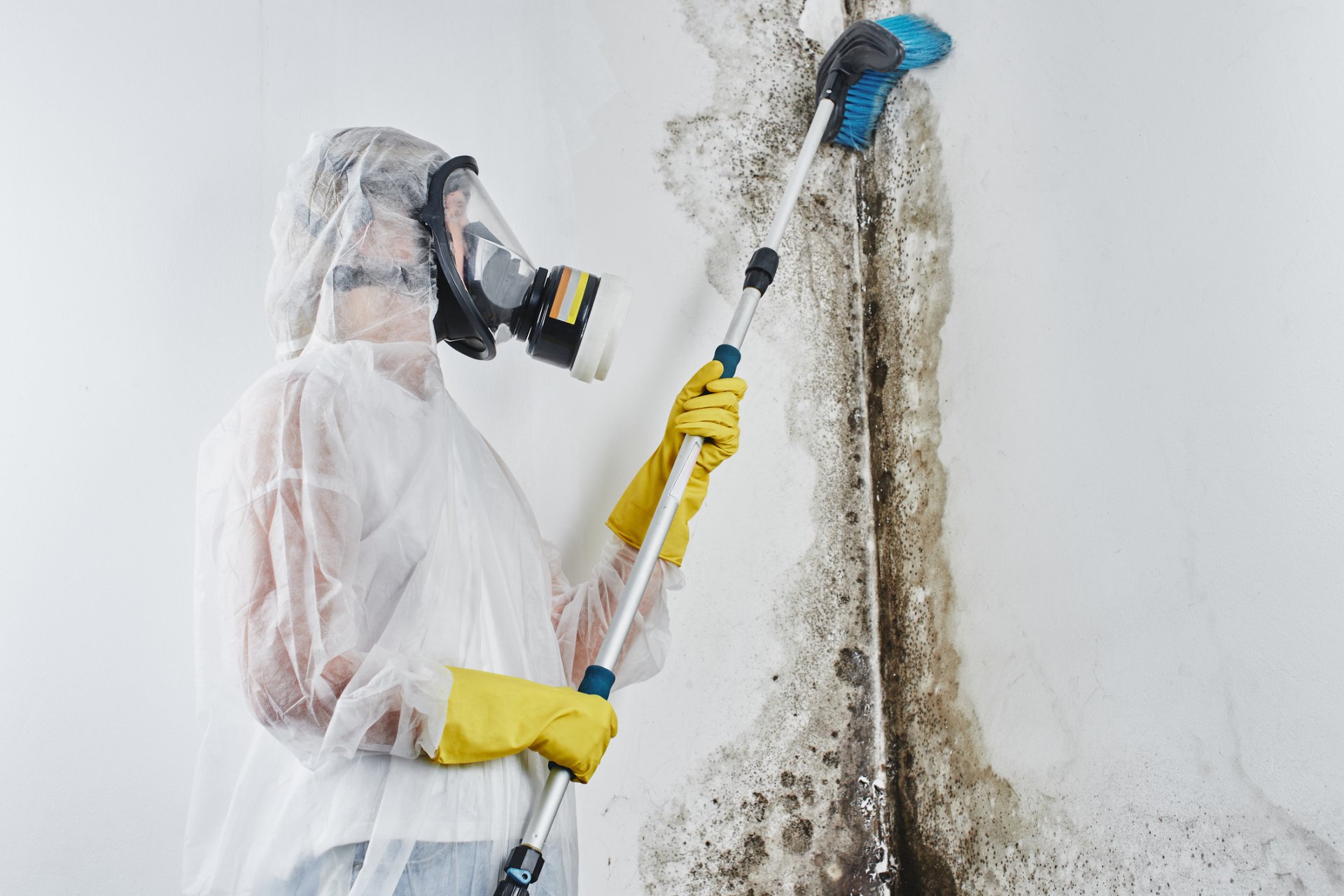 MOLD REMOVAL: DO IT YOURSELF, OR HIRE A PRO?