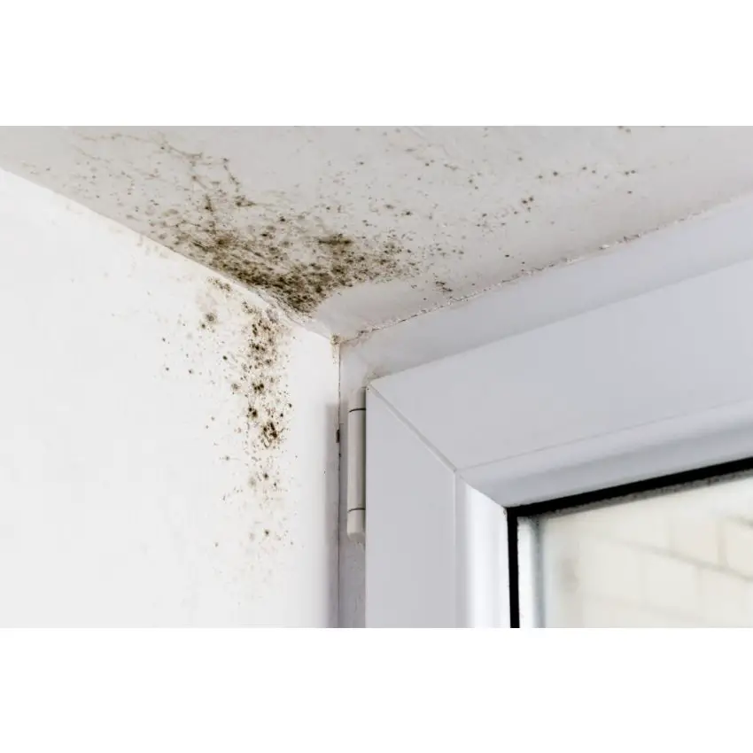 Mold Removal Morningside Heights