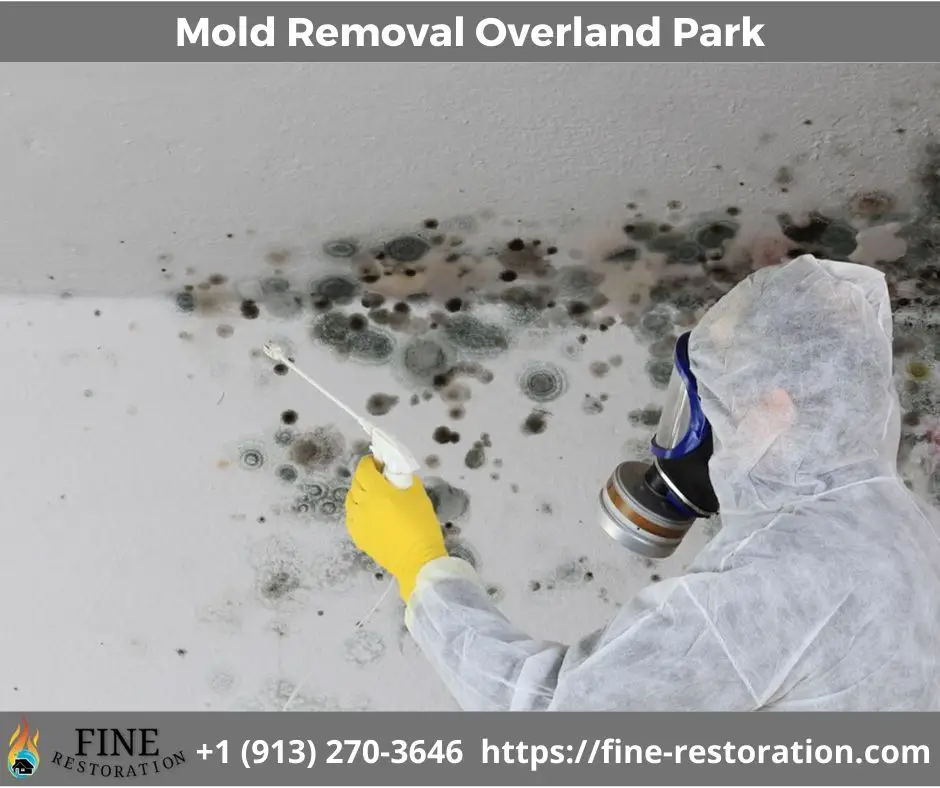 Mold Removal Overland Park