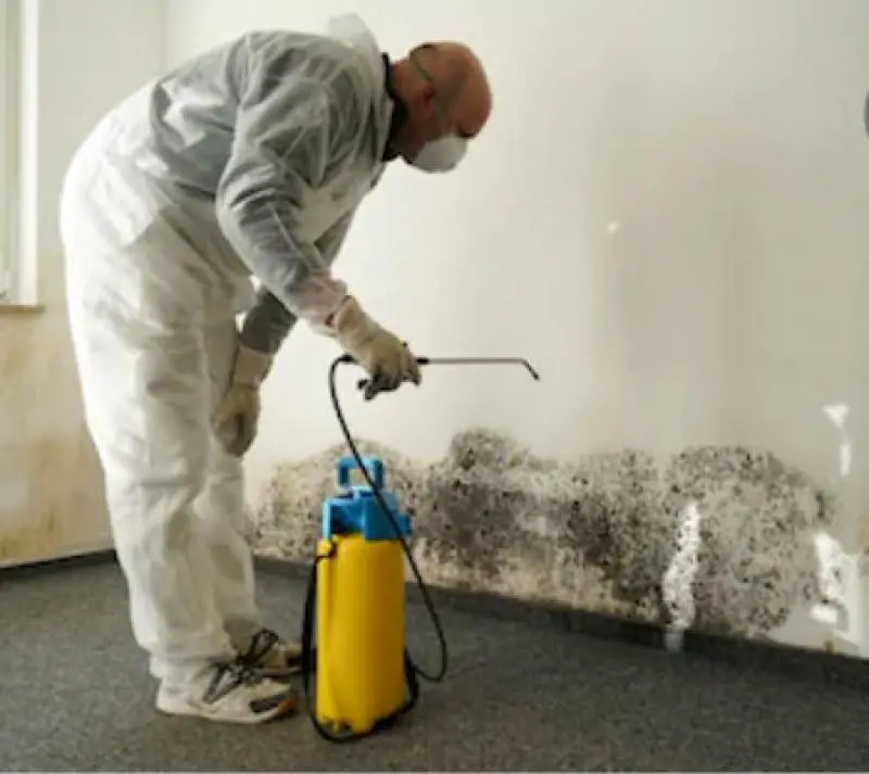 Mold Removal Tips: How to Successfully Remove Mold for Good : Home ...
