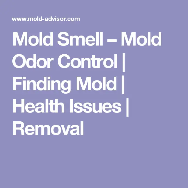Mold Smell  Mold Odor Control
