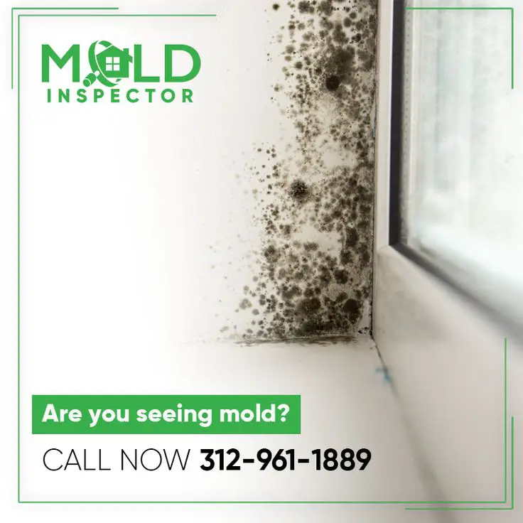 Mold. The very word can put terror into the eyes of a homeowner. After ...