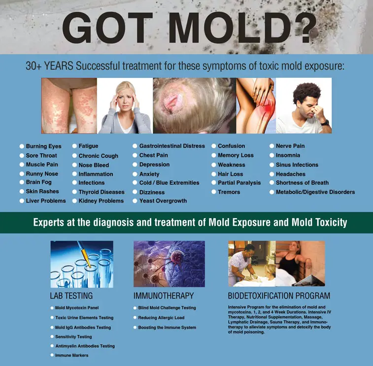 Mold Toxicity: Everything You Need To Know About It