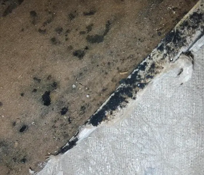 Mold Under Carpet