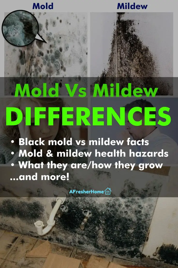 Mold Vs Mildew: What Are The Differences? + Black Mold ...