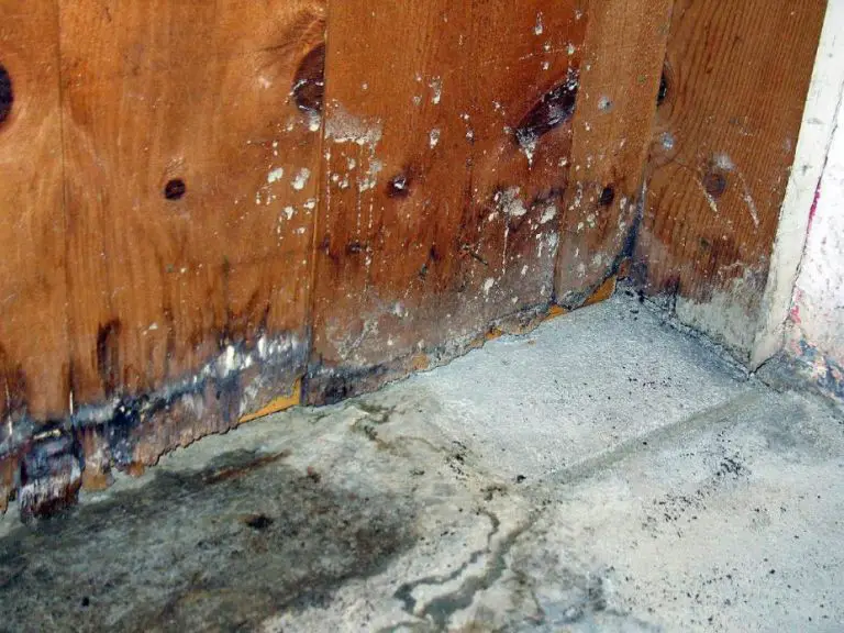 MOLDY BASEMENT: IDENTIFY, TREAT, AND PREVENT MOLD GROWTH ...