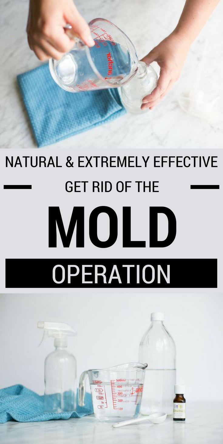 Natural And Extremely Effective Get Rid Of The Mold ...