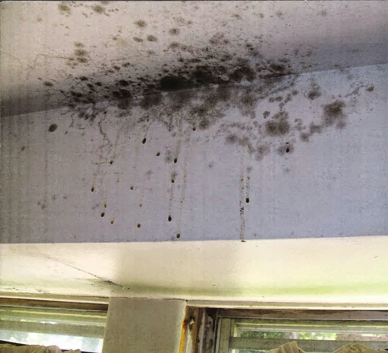 Ontario Landlord and Tenant Law: Getting sick from Mould in Apartments ...