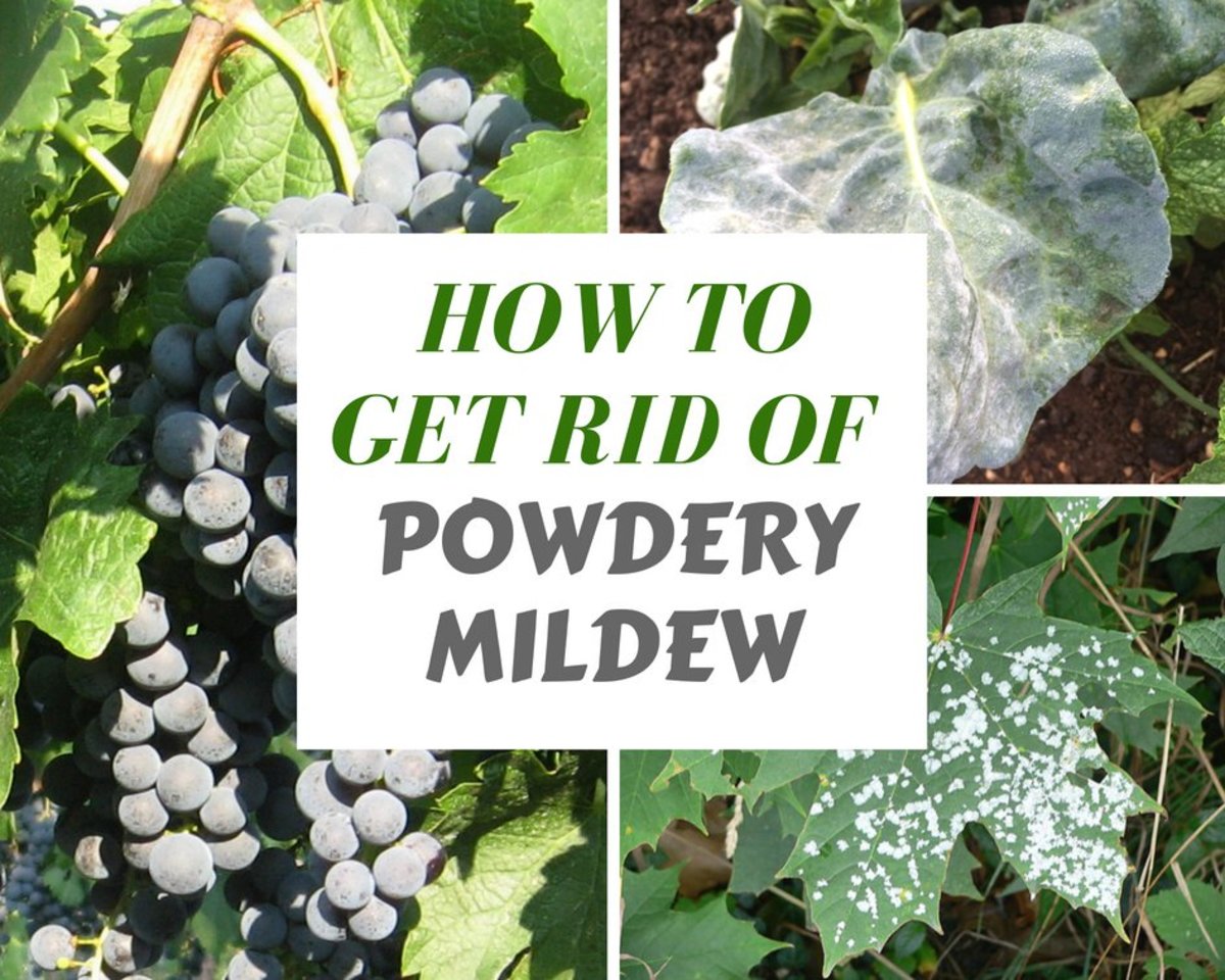Organic Ways to Kill and Prevent White Powdery Mildew ...
