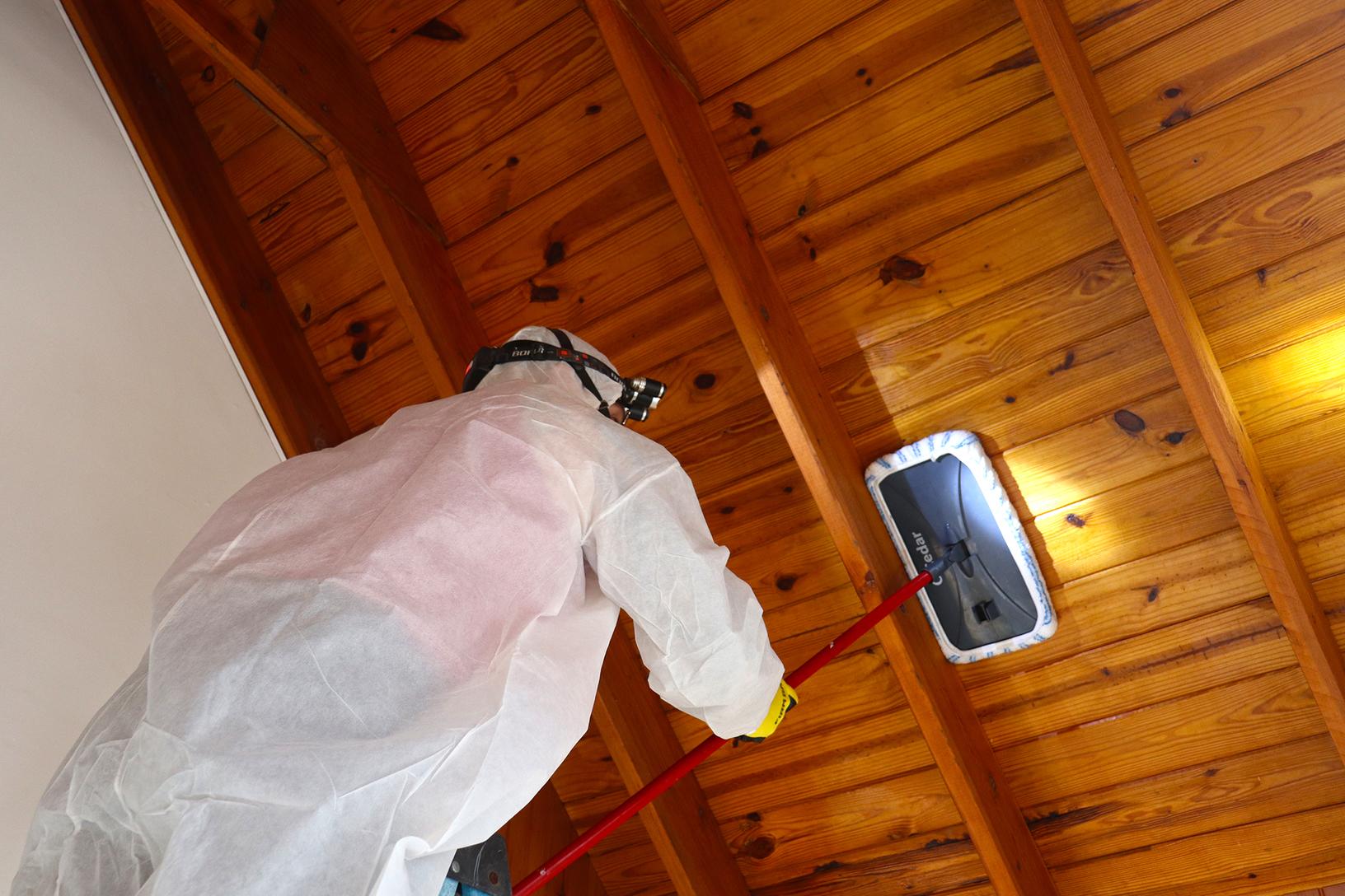 Our Mold Removal Services