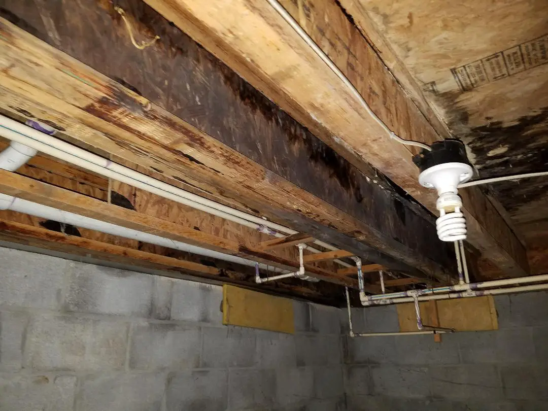 Pictures Of Black Mold On Floor Joists