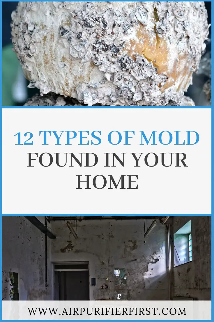 Pin on Removing Home Mold