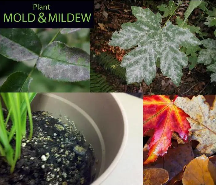 Plant Mold and Mildew: What To Do.