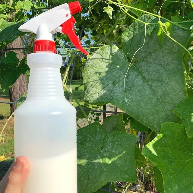 Powdery Mildew Remedy: 1 part milk, 2 parts water. I am about as ...