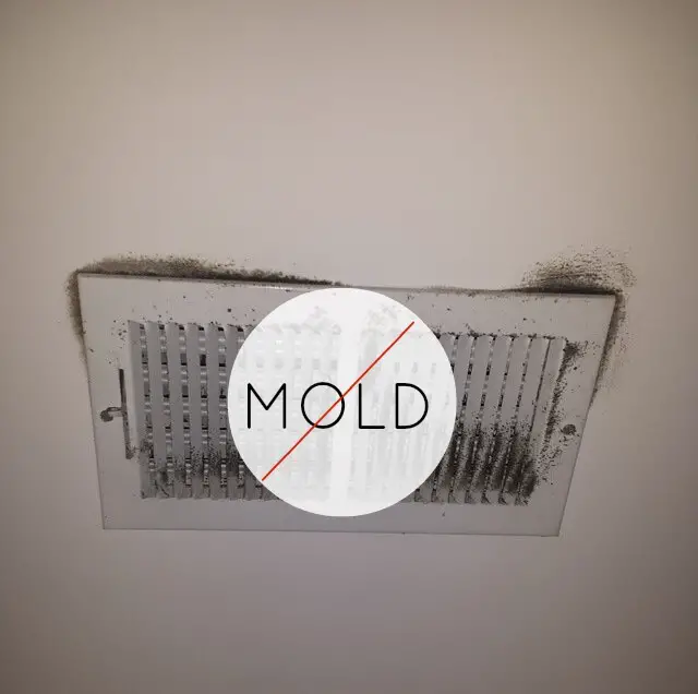 Property Management Take Action Against Mold