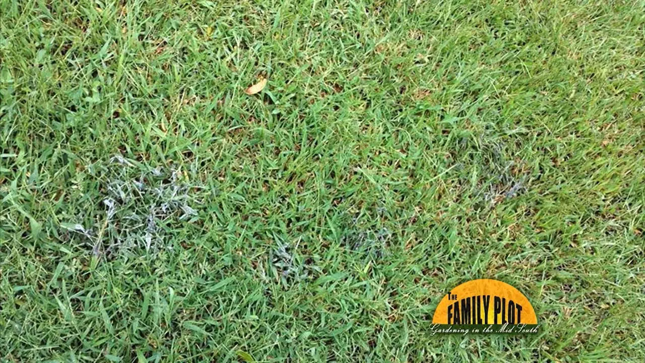 Q& A  How do I get rid of this grey fungus in my lawn ...