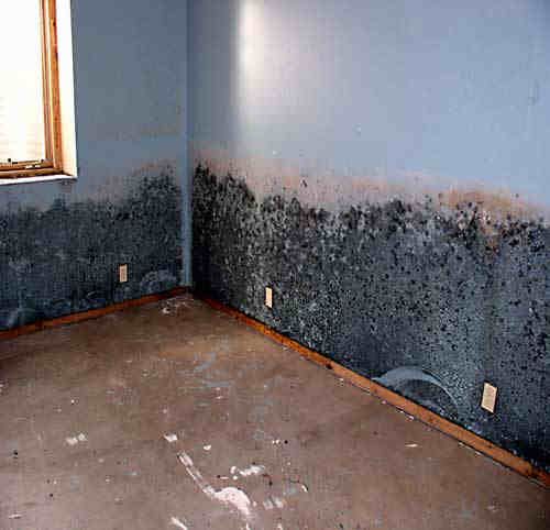 recommended steps for effective basement mold cleaning