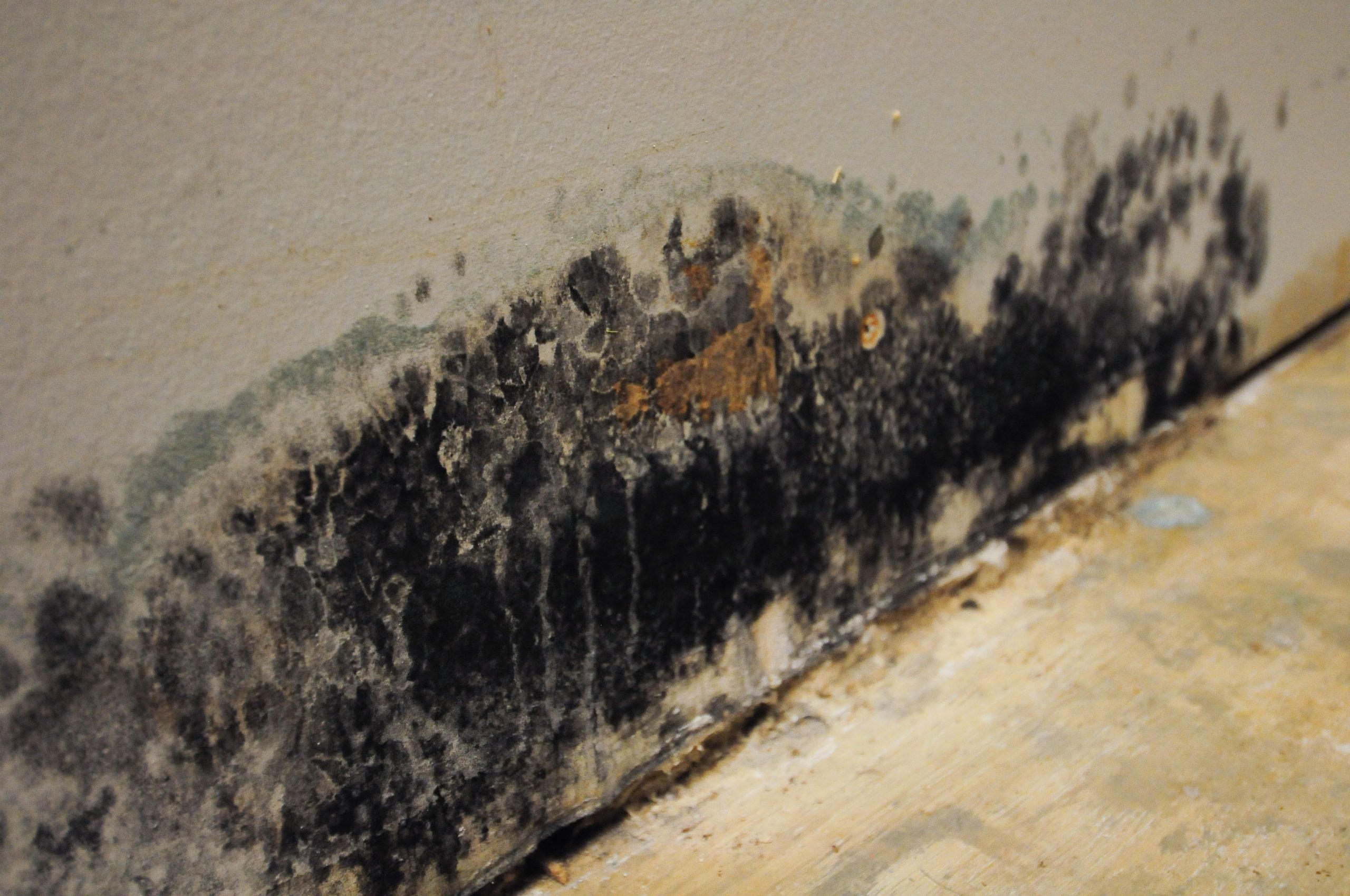 Remove Mold Spores From Your Home