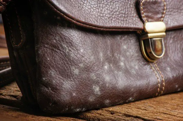Removing Mold and Mildew from Leather