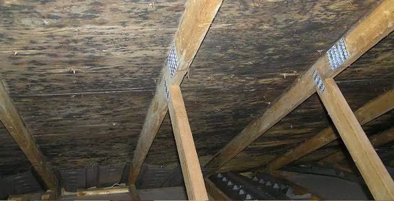 Removing Mold From Attic Plywood