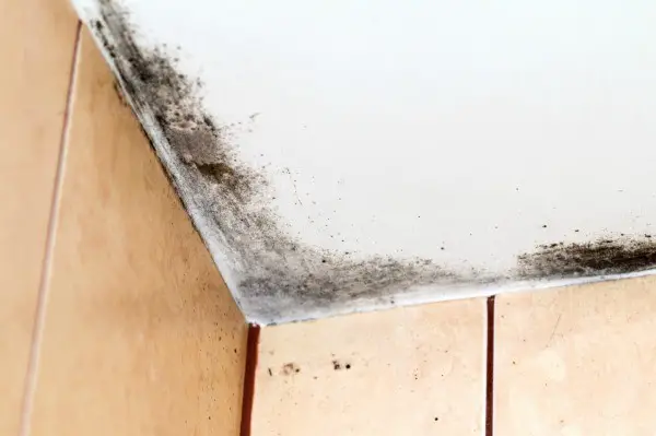 Removing Mold from Painted Walls and Ceiling