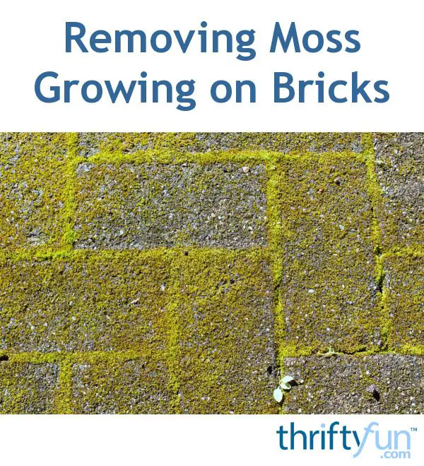 Removing Moss Growing on Bricks