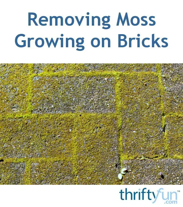 Removing Moss Growing on Bricks