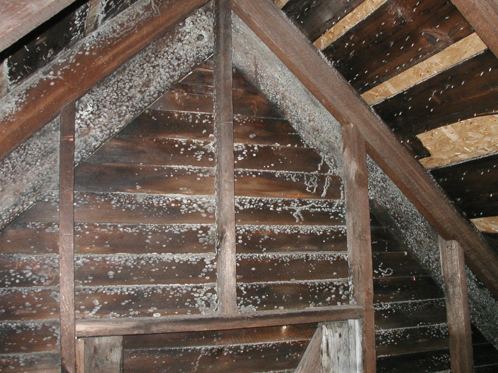 Resemblance of Molds in Attic and How to Resolve Them