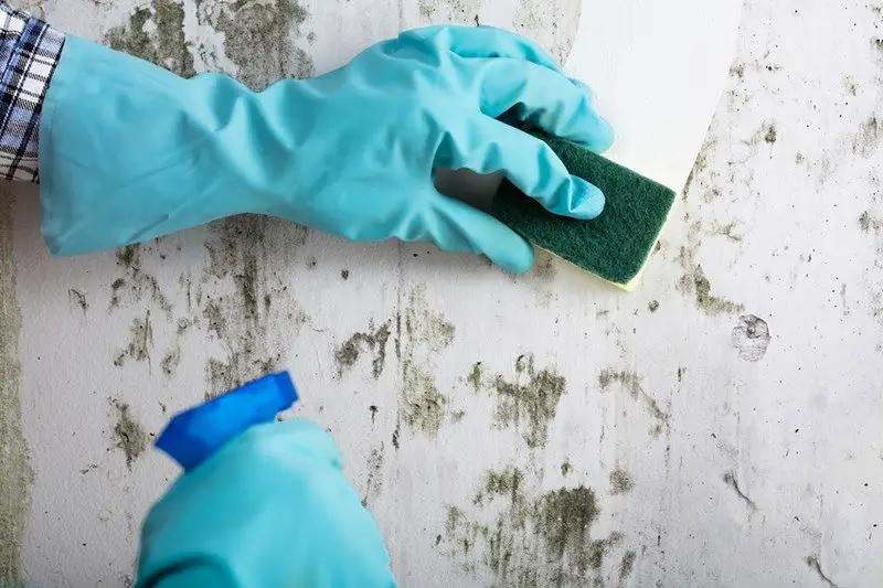 Science Media Guru: How To Kill Mold With Vinegar